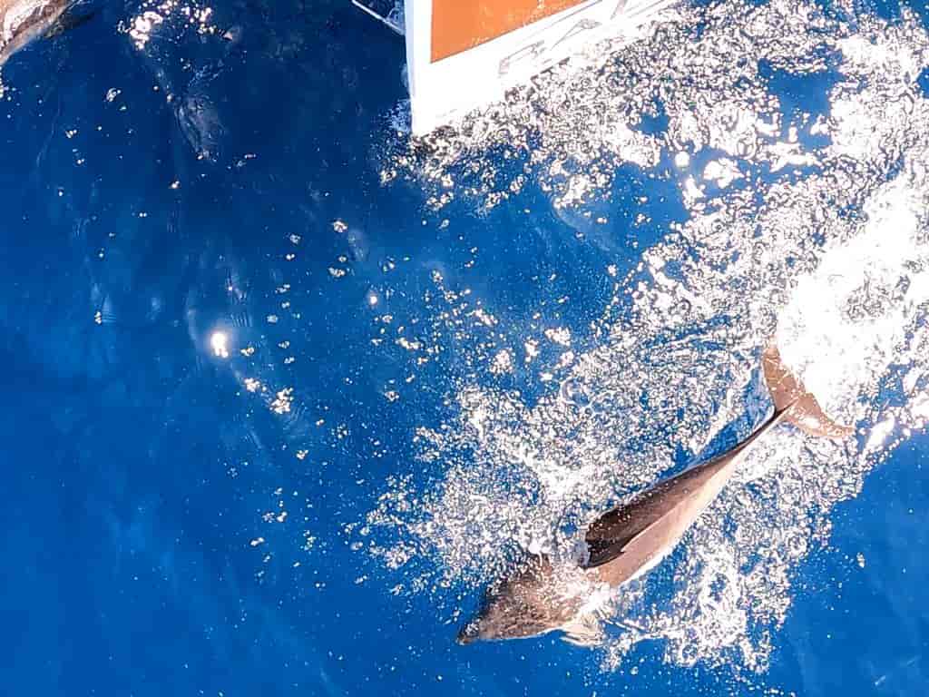 Boat picture 17